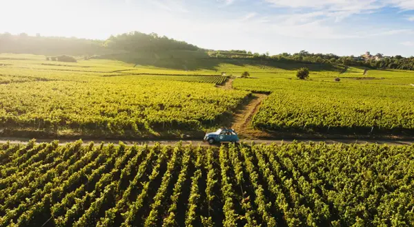Ein blauer Oldtimer fährt auf der **route des grands crus** durch sonnenbeschienene Weinberge.