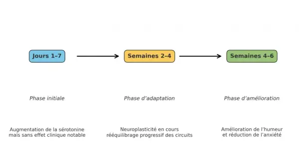 Schéma expliquant le délai d'action des antidépresseurs : phase initiale (Jours 1-7), phase d'adaptation (Semaines 2-4) et phase d'amélioration (Semaines 4-6). Les antidépresseurs ont changé ma vie.