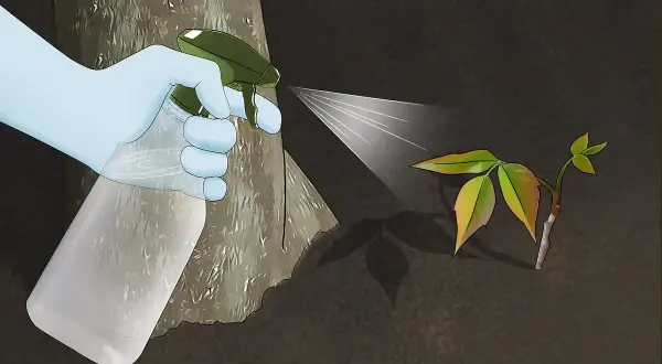 Gloved hand sprays a natural solution onto a young poison ivy plant, demonstrating how to kill poison ivy naturally.