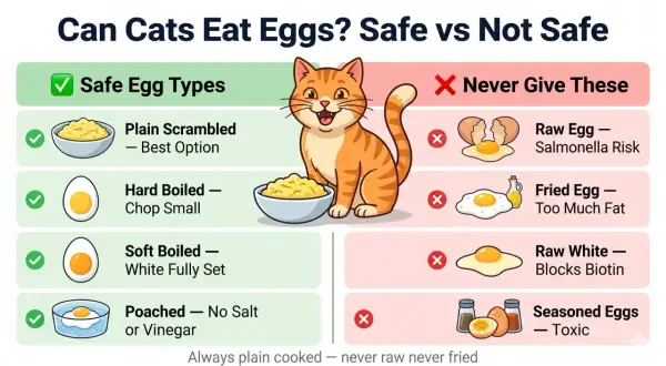 An infographic shows that cats can eat plain scrambled, hard-boiled, soft-boiled, and poached eggs. Never give cats raw eggs, fried eggs, raw whites, or seasoned eggs.