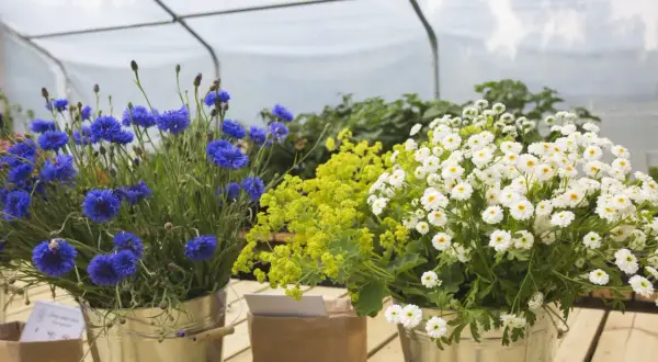 Blåklint och vita prästkragar i hinkar, vackra sommarblommor i kruka som lyser upp i växthuset.