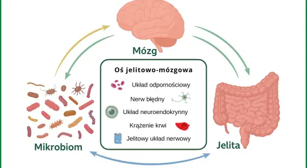 SIBO a psychika: Jak jelita wpływają na Twój umysł?