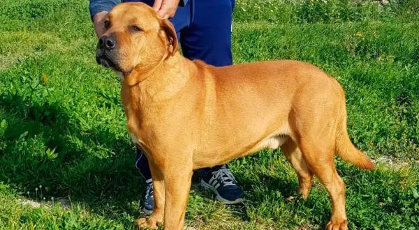 Un perro de raza ca de bou, de pelaje rojizo, posa en un campo verde.