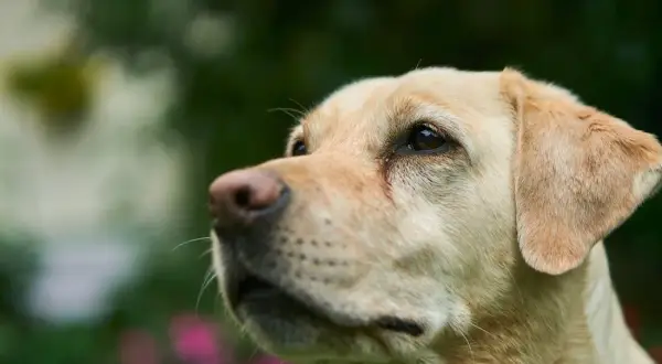 Labrador: Skuteczne szkolenie od szczeniaka. Rozwiąż problemy!