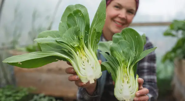 Glad odlare visar upp färsk pak choi i växthus.
