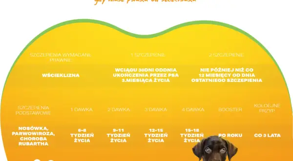 Kalendarz szczepień szczeniaka: podstawowe, wścieklizna, nosówka, parwowiroza. Zadbaj o zdrowie swojego pupila od pierwszych dni życia.