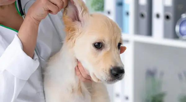 Tierarzt untersucht einen jungen Hund mit geschwollenem Ohr.