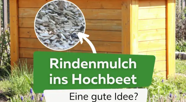 Rindenmulch im Hochbeet: Eine gute Idee? Nahaufnahme von Holzspänen, die auf ein hölzernes Hochbeet zeigen.
