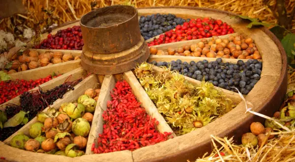 Ein Wagenrad voller Gaben: Nüsse, Beeren und Früchte, wie auf einem **herbstmarkt unterfranken** präsentiert.