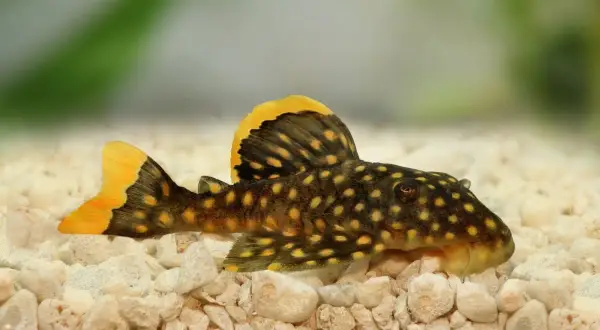 Plamisty pleco z żółtymi akcentami na płetwach odpoczywa na kamienistym dnie akwarium.