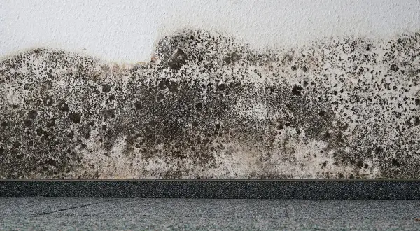 Muffa nera sui muri, un problema comune. Scopri come togliere la muffa dai muri e ripristinare la tua casa.