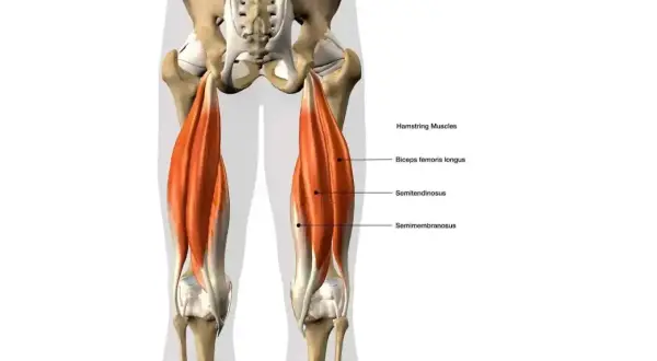 Anatomia mięśnia dwugłowego uda, pokazująca jego trzy części: biceps femoris longus, semitendinosus i semimembranosus.