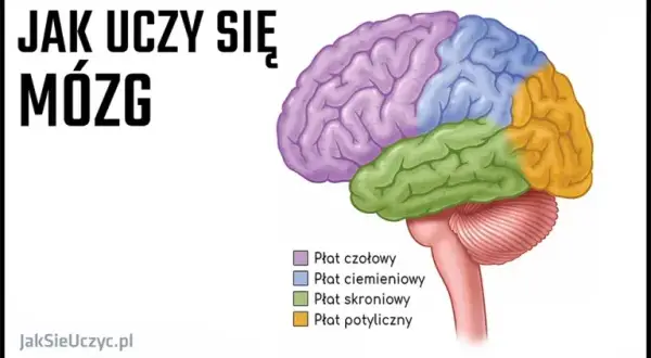 Anatomia: Jak uczyć się efektywnie? Sprawdzone metody i narzędzia