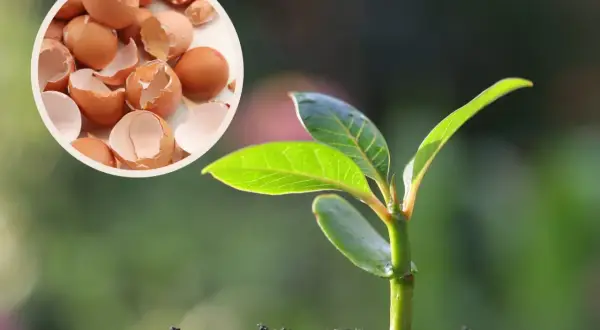 Skorupki jajek pod maliny - naturalny nawóz dla młodej rośliny.