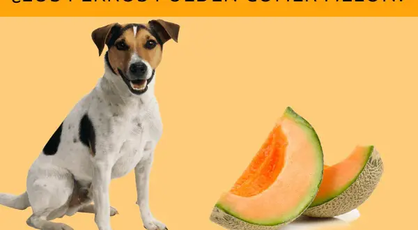 Un perro mira dos trozos de melón. ¿Los perros pueden comer melón?