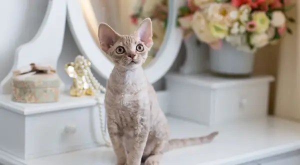 Umaszczenie Devon Rex: Kolory i wzory, które Cię zaskoczą