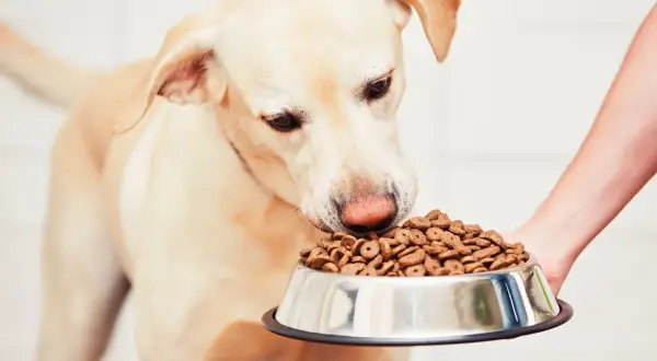 Labrador wącha miskę pełną karmy. Zastanawia się, ile pies trawi jedzenie, zanim dostanie kolejną porcję.