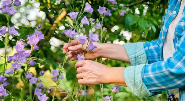 Ręce pielęgnują dzwonki, przygotowując je do campanula zimowanie. Fioletowe kwiaty w letnim ogrodzie.