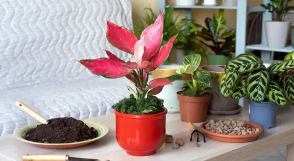 Piękny aglaonema kwiat w czerwonej doniczce, otoczony narzędziami do pielęgnacji roślin i innymi zielonymi towarzyszami.