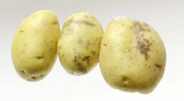 Trois pommes de terre à la peau jaune et tachetée, prêtes à être cuisinées.