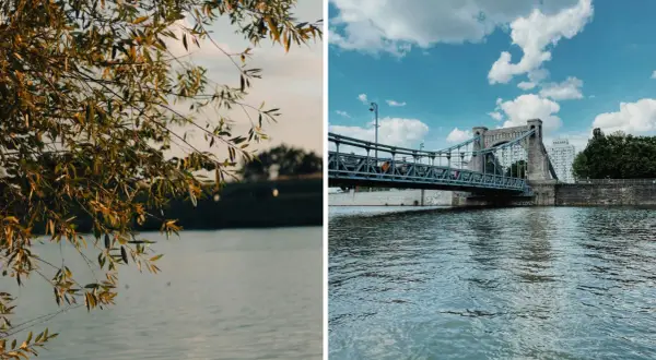 Gałęzie drzew nad spokojną wodą i most Grunwaldzki nad Odrą, rzeką płynącą przez Wrocław.