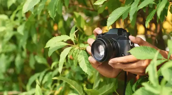 Dłonie trzymają aparat wśród zielonych liści. Czasem nawet najlepszy obiektyw może wprowadzić subtelną **aberrację**, ale natura zawsze zachwyca.