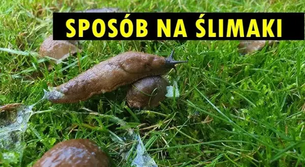 Jak zwalczyć ślimaki w ogrodzie? Skuteczne metody i porady