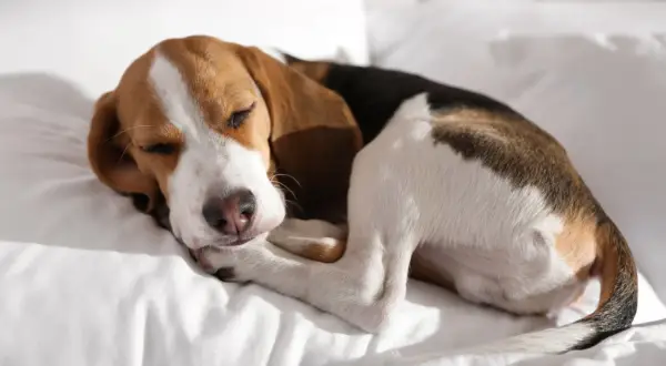 Schlafender Beagle-Welpe auf weißer Decke. Geduld ist der Schlüssel, um den Hund stubenrein zu bekommen.