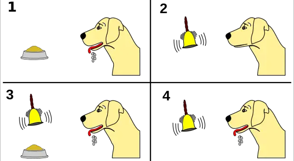 Hund sabbert bei Futter, dann bei Klingel. Nach mehrmaligem Klingeln sabbert er schon bei der Klingel. Klassische Konditionierung Hund.