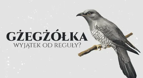 Jak się pisze gżegżółka? Uniknij najczęstszych błędów ortograficznych