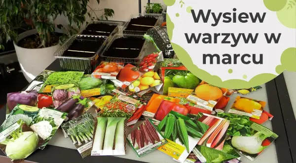 Jakie warzywa sadzimy w marcu? Oto najlepsze wybory na wiosnę