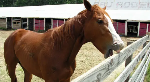 Brązowy koń z białą strzałką na pysku pochyla się nad płotem, pokazując język. W tle widać stajnie i napis "RODEO".