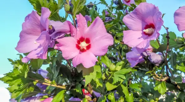 Hibiskus ogrodowy: Jak nawozić, by obsypał się kwiatami?