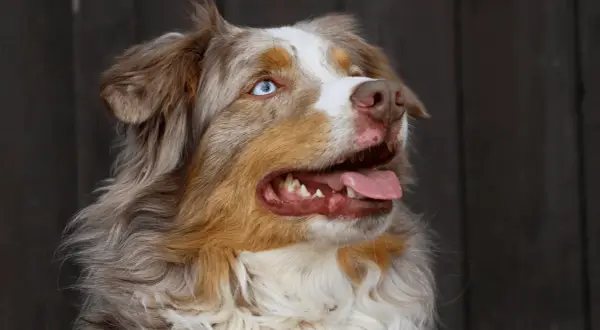 Ein **Australian Shepherd** mit leuchtend blauen Augen und rotem Fell, die Zunge hängt heraus.