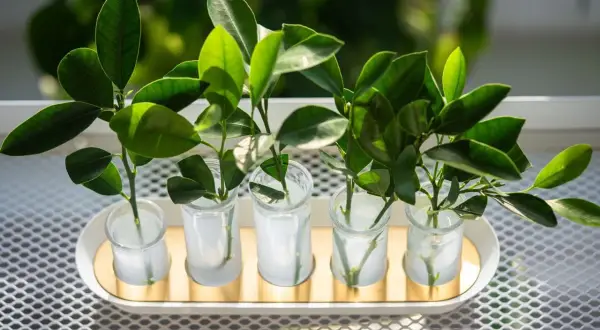 Cinco esquejes de plantas verdes en pequeños vasos con agua, listos para enraizar.
