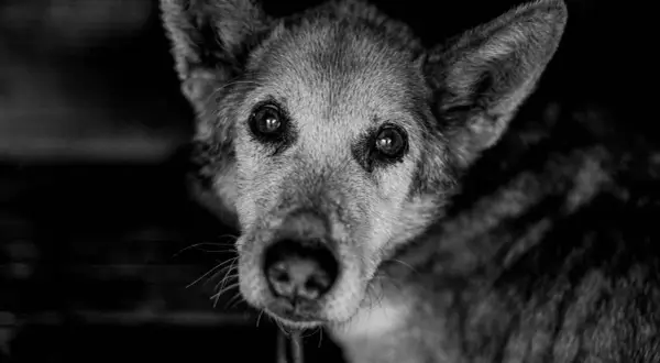 Primer plano de un perro anciano con ojos tristes. La imagen evoca la pregunta: cuanto dura un perro agonizando.