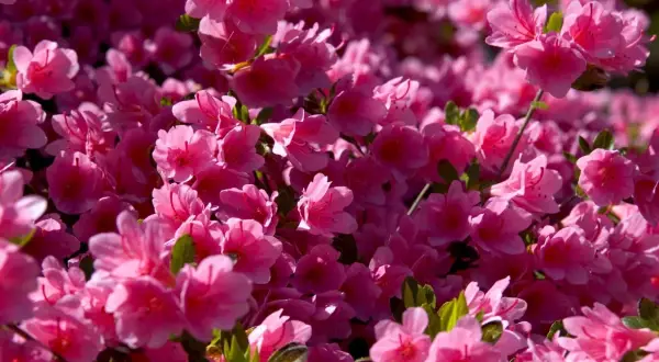 Jak obniżyć pH gleby? Sekrety bujnych borówek i rododendronów