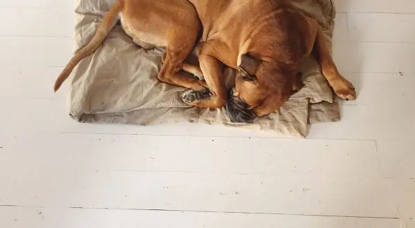 Brauner Hund liegt schlapp auf einer Decke auf weißem Holzboden. Er hat seinen Kopf in die Pfoten gelegt und schläft tief.