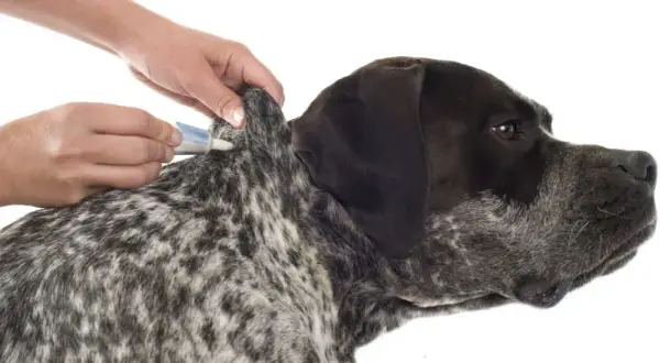 Cómo matar las garrapatas de mi perro y proteger su salud eficazmente