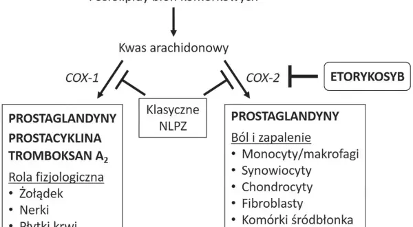Schemat działania kwasu arachidonowego, gdzie COX-1 i COX-2 wpływają na produkcję prostaglandyn. Etorykoksib hamuje COX-2.