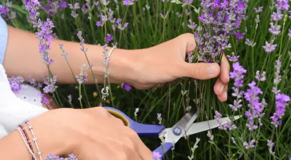Hände schneiden Lavendel. Die beste Zeit, wann schneidet man Lavendel, ist kurz vor der vollen Blüte, um das Aroma zu erhalten.