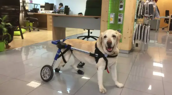 Un perro labrador con un arnés y ruedas para ayudarle a caminar. Parece que mi perro arrastra el ano, pero en realidad es su silla de ruedas.