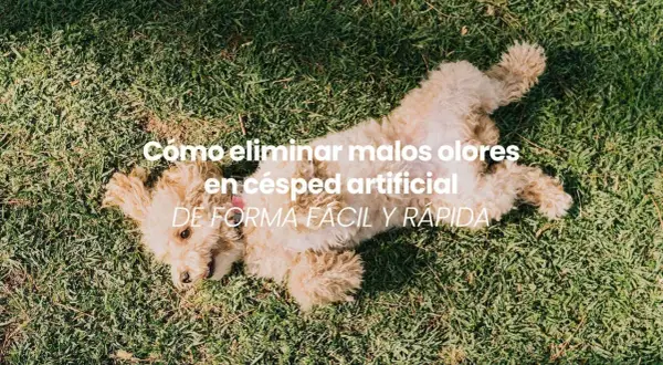 Un perro juguetón sobre césped artificial. Aprende cómo quitar el mal olor del césped artificial fácilmente.