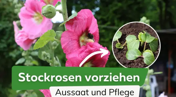 Stockrosen vorziehen: Aussaat und Pflege. Kleine Stockrosen-Keimlinge wachsen aus der Erde, während eine Biene eine blühende Stockrose besucht.