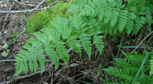 Feuilles vertes et découpées de fougère Thelypteris palustris, poussant dans un sol forestier humide avec de la mousse.