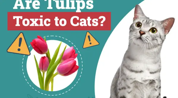 A curious cat looks up at pink tulips, with text asking "Are Tulips Toxic to Cats?".