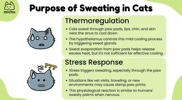 Cats sweat through paw pads, lips, chin, and skin near the anus for thermoregulation and stress response. This helps them cool down and can cause damp paw prints when nervous.