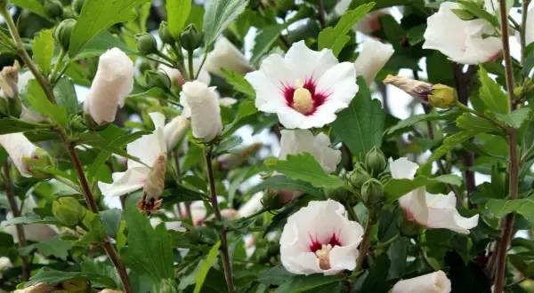 Biały hibiskus w doniczce, z czerwonym środkiem, otoczony zielonymi liśćmi i pąkami.