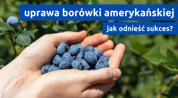 Dłonie pełne borówek amerykańskich. Dowiedz się, jak osiągnąć sukces w uprawie borówki amerykańskiej.
