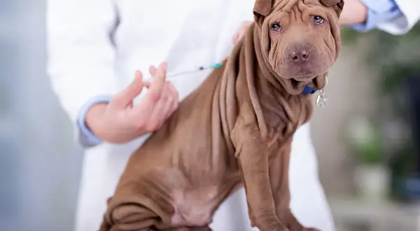 Szczeniak rasy Shar Pei otrzymuje szczepienie od weterynarza. To ważne, by wiedzieć, ile szczepień ma szczeniak dla jego zdrowia.